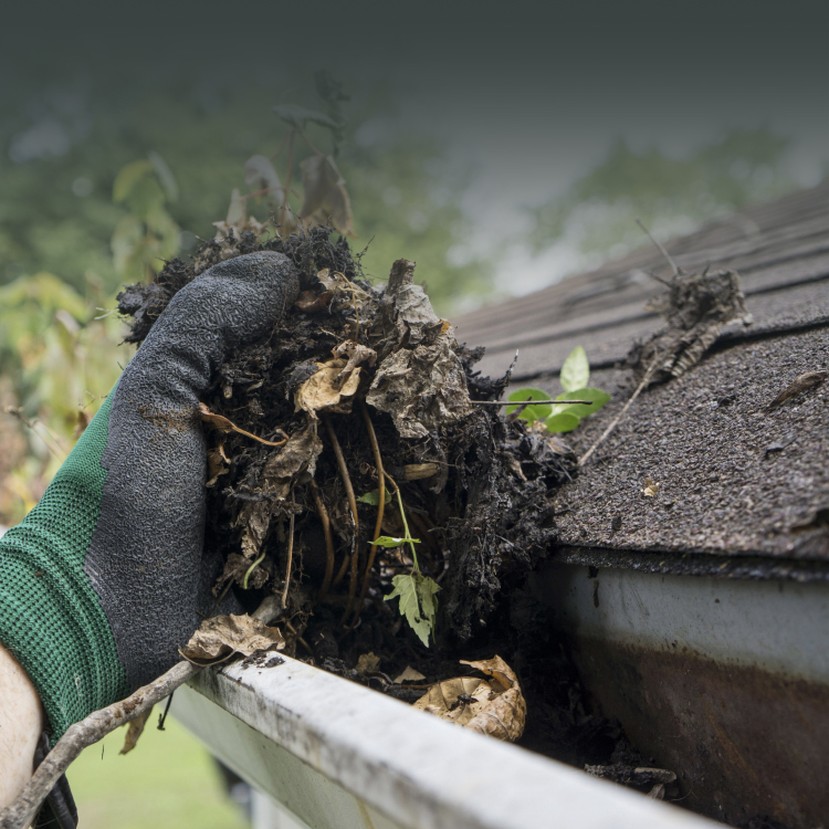 gutter maintenance